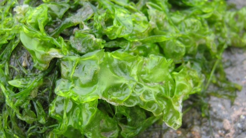 Личинки насекомых, водоросли и грибной белок могут спасти человечество в будущем