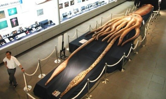 Охоту гигантского глубоководного кальмара впервые удалось снять на видео