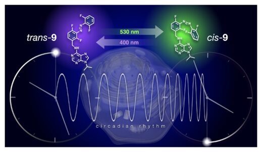 Переустановка биологических часов