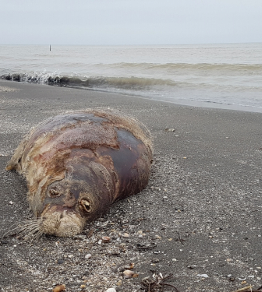 "Под угрозу поставлена популяция редких животных". Ученые так и не нашли причину массовой гибели каспийских тюленей