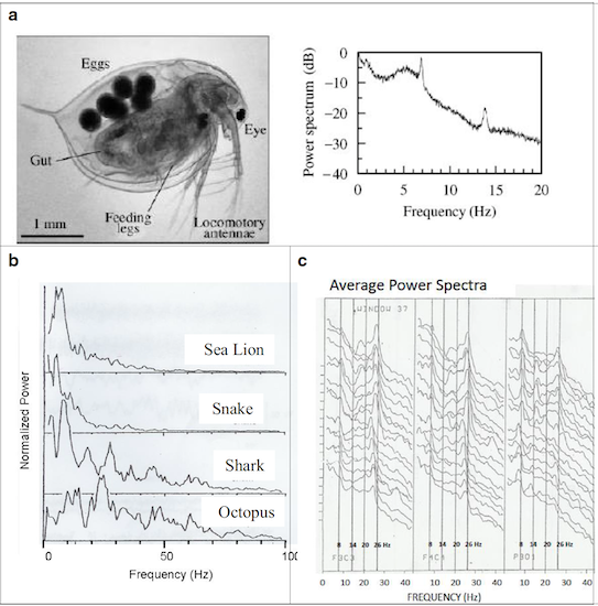 Резонанс Шумана:&nbsp;Секреты синхронизации электромагнитных полей Земли и живого организма.