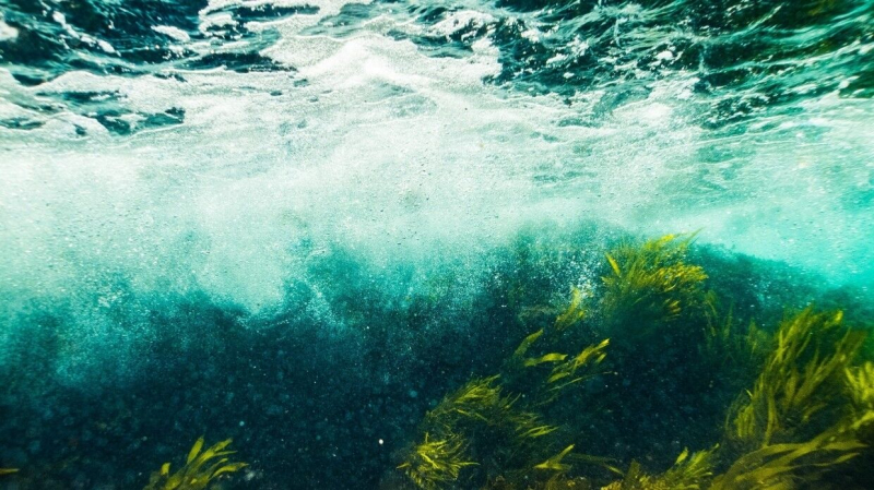 Ученые описали найденный недавно новый вид мозазавров