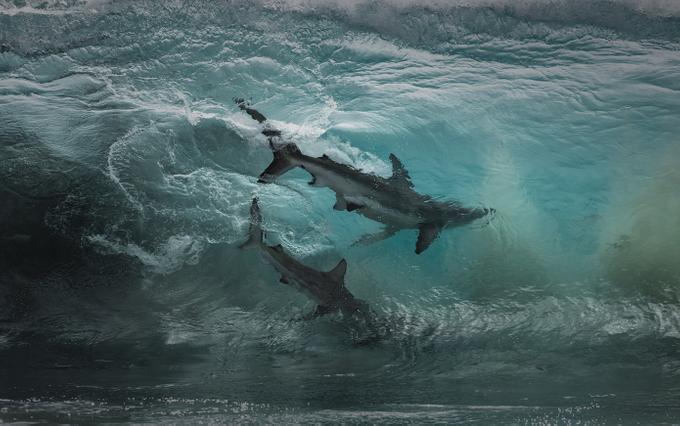 Ученые выяснили, как акулы реагируют на ураганы