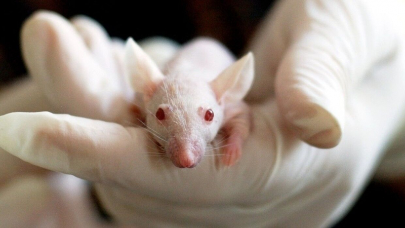 Ученые выяснили, как работает любопытство