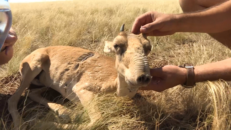 В Казахстане "утилизируют" краснокнижных сайгаков: живых хоронят вместе с мертвыми. Кто и зачем это делает?