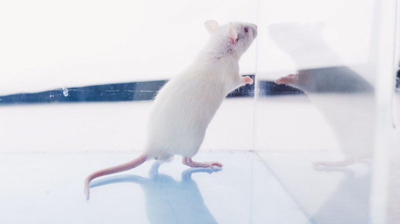 Вакцины от коронавируса будут тестировать на светящихся мышах