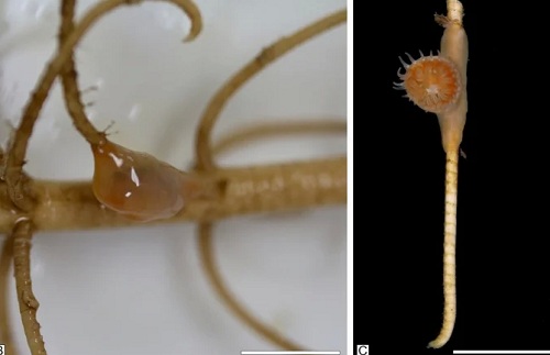 Живое ископаемое, которое считалось вымершим 273 миллиона лет назад, обнаружено на дне океана