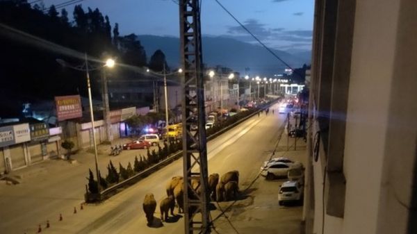 Путешествующие по Китаю 12 слонов и 3 слоненка прилегли поспать. Наверное, устали