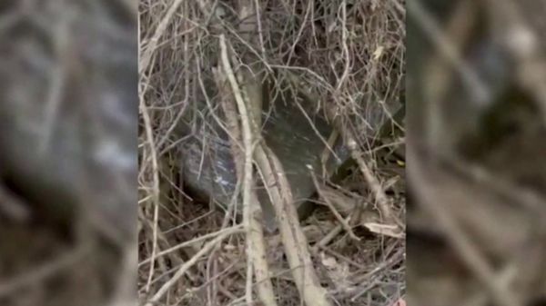 Украденный шедевр в засохшей реке. В Греции обнаружена похищенная картина Пикассо