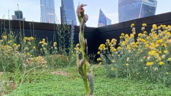 Редкая средиземноморская орхидея выросла на крыше банка в лондонском Сити