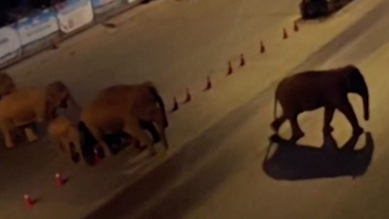 Путешествующие по Китаю 12 слонов и 3 слоненка прилегли поспать. Наверное, устали