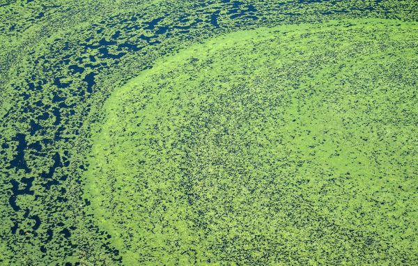 Цветение некоторых видов водорослей заподозрили в связи с циклонами