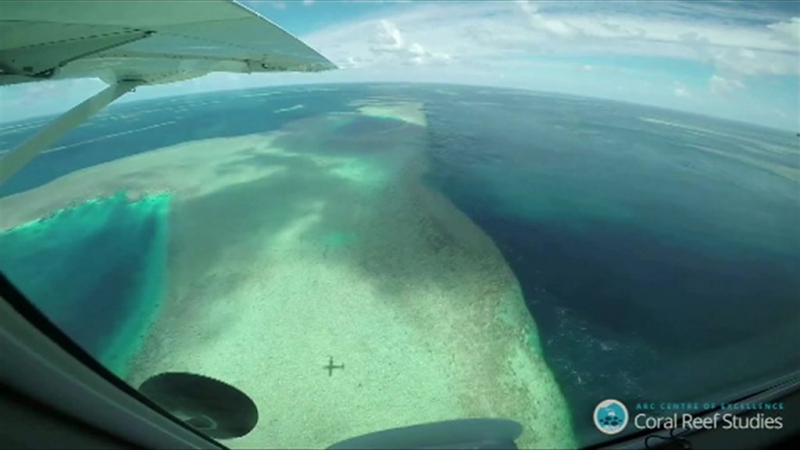 Почему Австралия отказывается от защиты Большого Барьерного рифа?