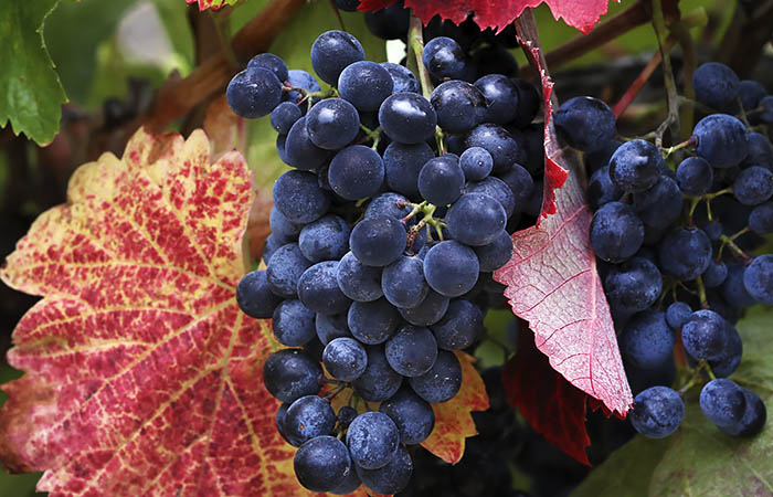 Год действия закона о виноделии - есть ясность в понятиях, но интересное впереди. Обзор