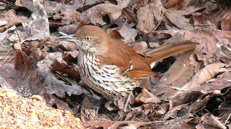 Группа западных ученых смогла расшифровать структуру песни пересмешника