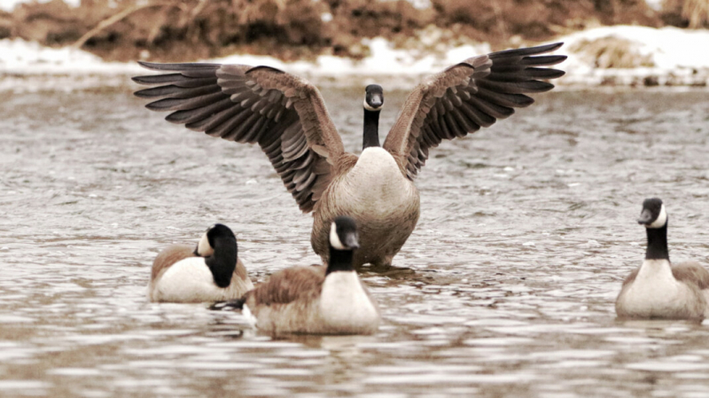На Чукотке возбудили дело о браконьерстве после фото депутата-единоросса с трупами птиц