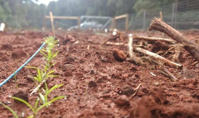 Обычный аспирин оказался отличным стимулятором роста зеленых растений 