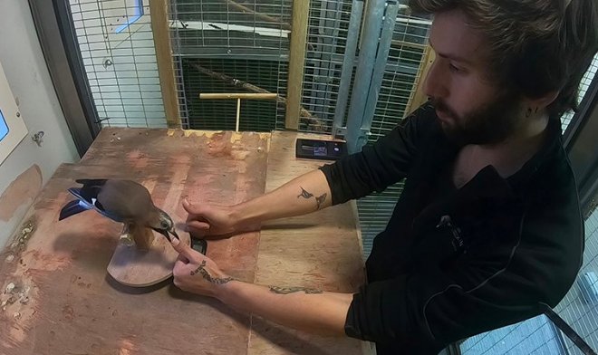 Профессиональные иллюзионисты показали птицам свои лучшие фокусы — но не смогли их обмануть