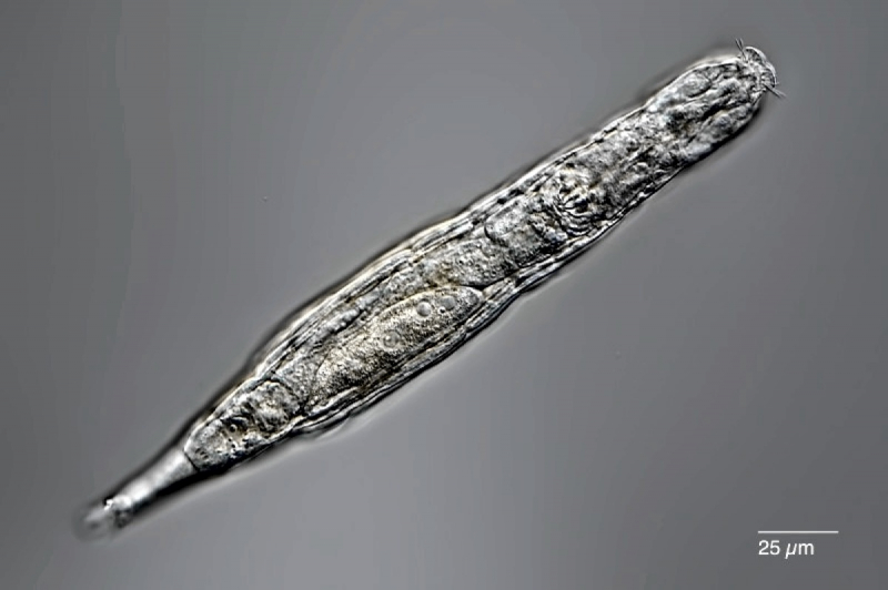 Российские ученые &laquo;воскресили&raquo; коловраток из древней мерзлоты