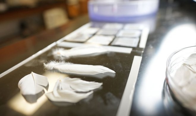 Синтетические перья помогут кораблям с&nbsp;легкостью скользить по воде 