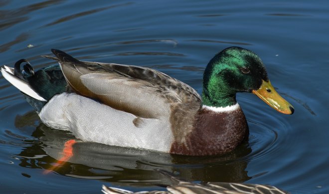 Синтетические перья помогут кораблям с&nbsp;легкостью скользить по воде 
