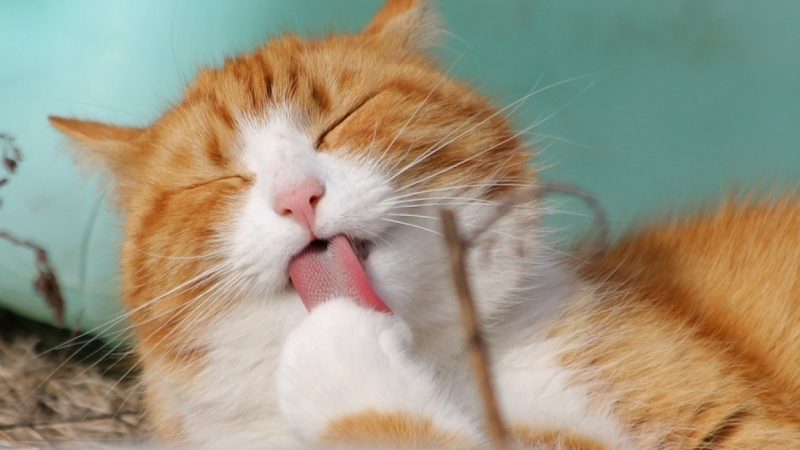 Среди кошек выявили левшей и правшей