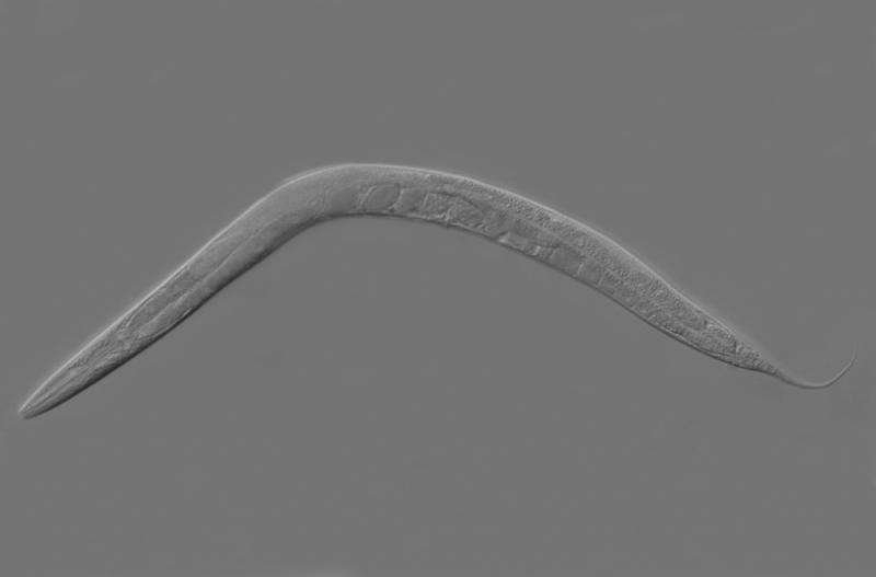 Тысячи червей запустили в космос для изучения потери мышечной массы