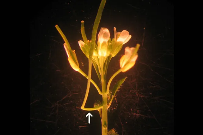 У давно изученного цветка нашли новый орган