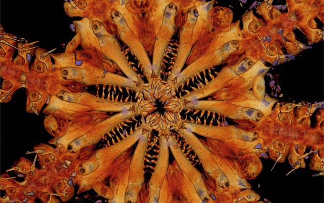 Ученые отправляются в Индийский океан на&nbsp;охоту за реликтовым монстром 