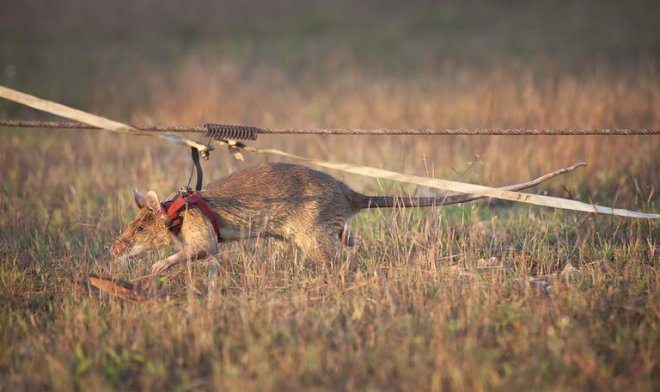 Знаменитая крыса-сапер Магава уходит в отставку