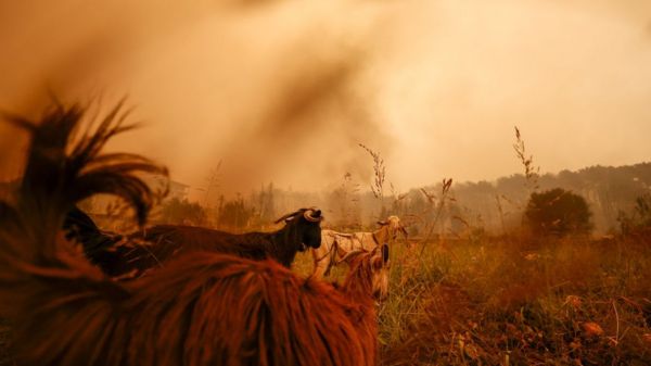 Фото: в Турции бушуют лесные пожары, часть туристов эвакуировали