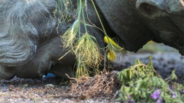 В Канаде активисты повалили памятники королеве Виктории и Елизавете II