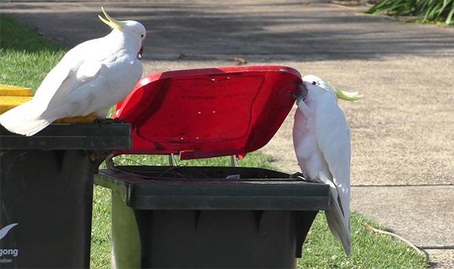 Австралийские какаду учат друг друга открывать мусорные баки