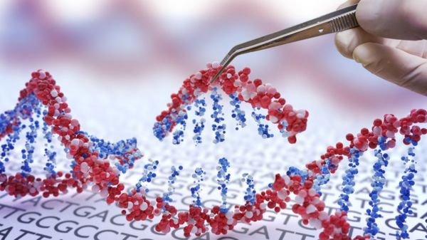 ВОЗ разработала рекомендации по редактированию ДНК человека без участия российских экспертов