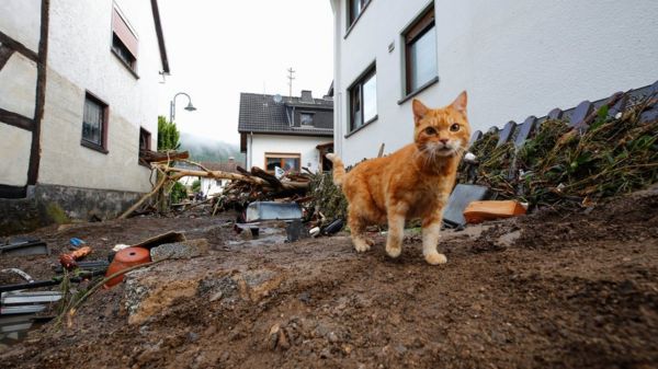 Германию затопило: 20 человек погибли, число жертв растет