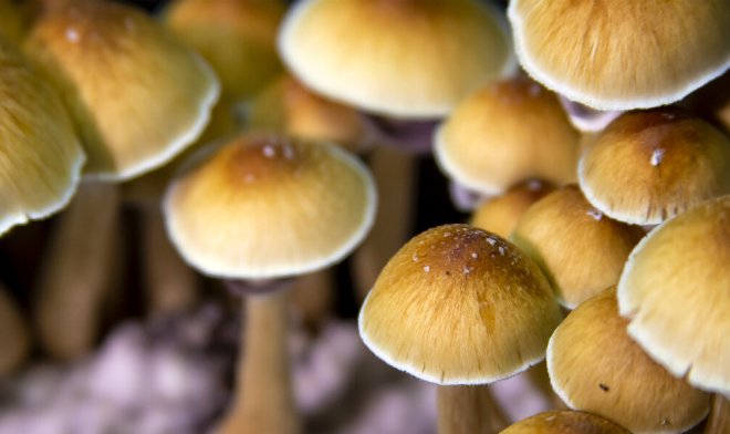 Исследование показало, что даже единичная доза псилоцибина провоцирует бурный рост нейронных связей