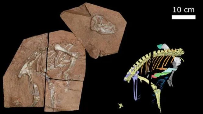 Исследование показало, что некоторые динозавры дышали по-своему: ни как люди, ни как птицы