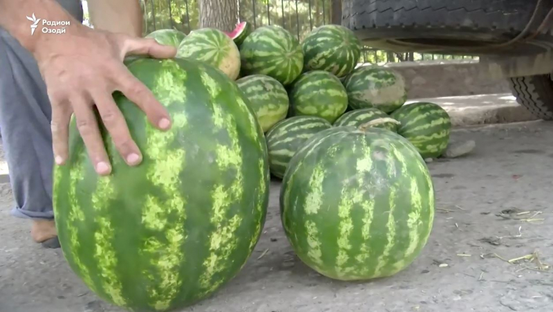 Как в Таджикистане собирают урожай арбузов и дынь