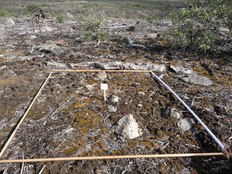 Найдены виды организмов, первыми заселяющие техногенные пустоши Арктики