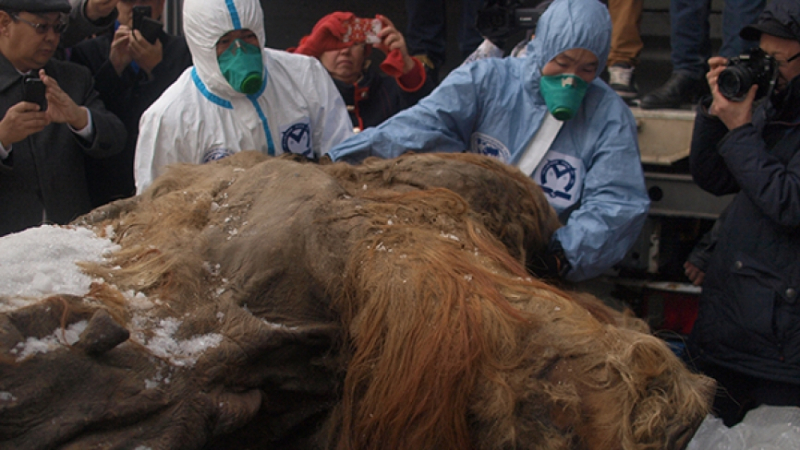 NEE: Изменение климата могло стать причиной массового вымирания слонов на планете