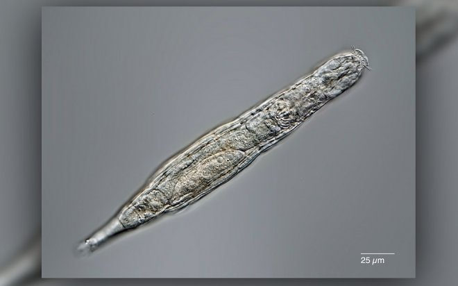 Российские ученые оживили «существ-зомби» возрастом 24 000 лет