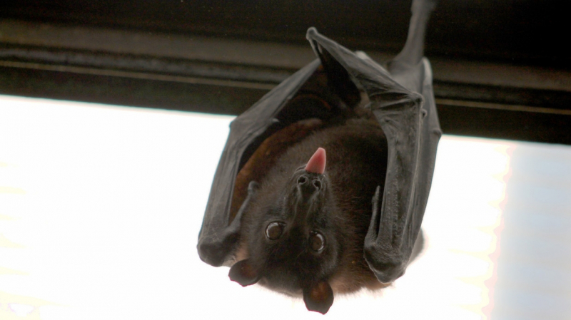 Ученые из Китая выявили новое сходство коронавируса с вирусами летучих мышей