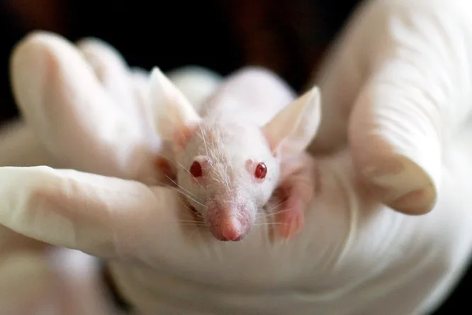 Ученые обратили вспять возрастную потерю памяти у мышей