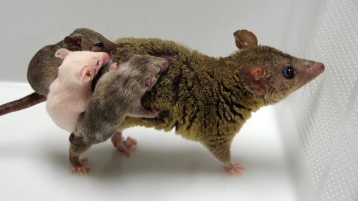 В лаборатории родились первые генетически модифицированные опоссумы