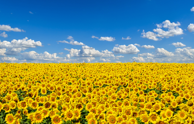 В Украине заработал рынок земли. Кто и на каких условиях сможет ее купить 