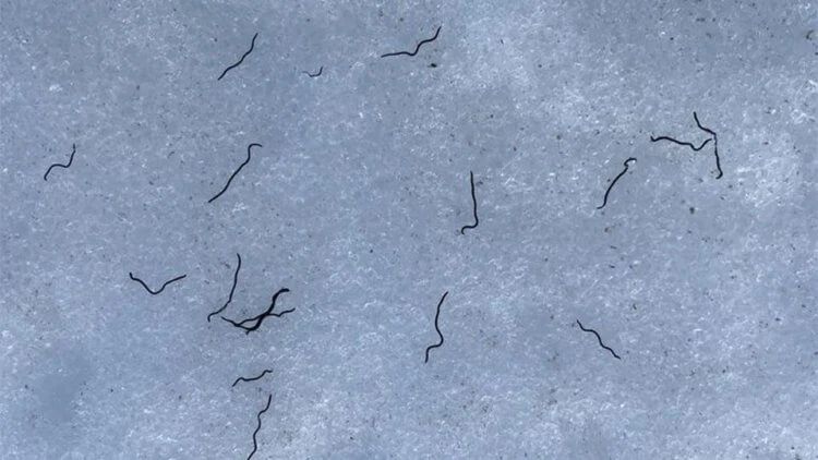 Научный парадокс — ледники на северо-западе Тихого океана заселены червями