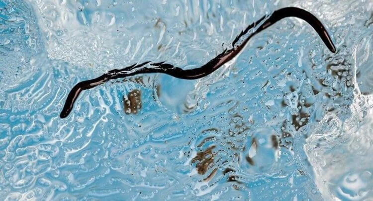 Научный парадокс — ледники на северо-западе Тихого океана заселены червями