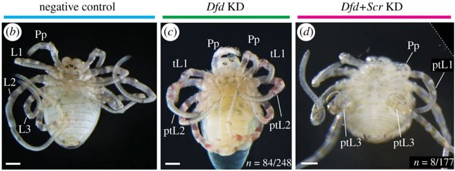 Ученые из любопытства превратили длинноногих пауков-сенокосцев в&nbsp;коротконогих 