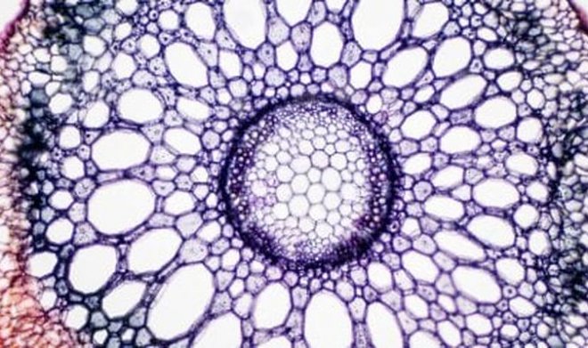 Ученые впервые увидели, как именно растения поглощают воду