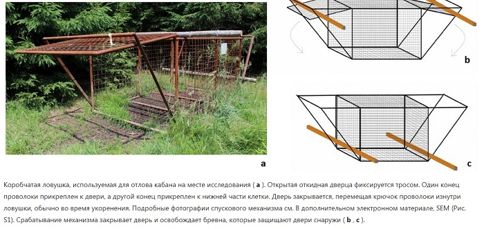 Ученые зафиксировали как кабаны спасли сородичей открыв двери ловушки